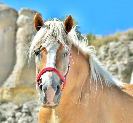 Cappadocia Horseback Adventure – Sunset Ride through Valleys