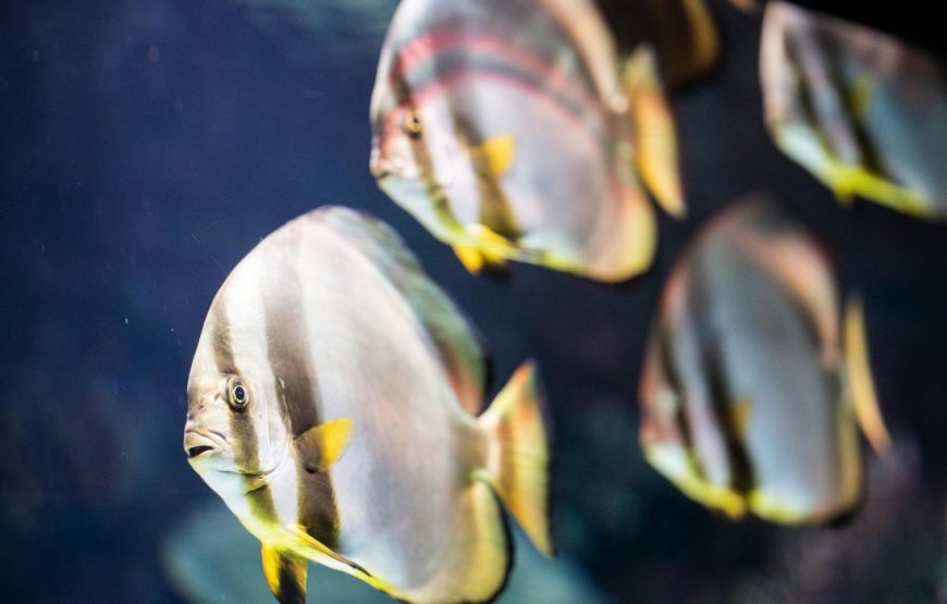 Antalya Scuba Diving Tour – Explore the Underwater World