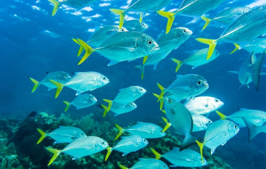 Antalya Scuba Diving Tour – Explore the Underwater World